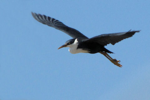 Pied Heron (Egretta picata)